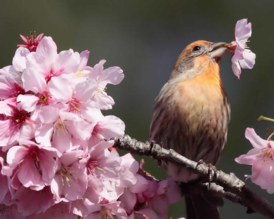 Gurushots Spring Snapshots Photo Challenge Winners