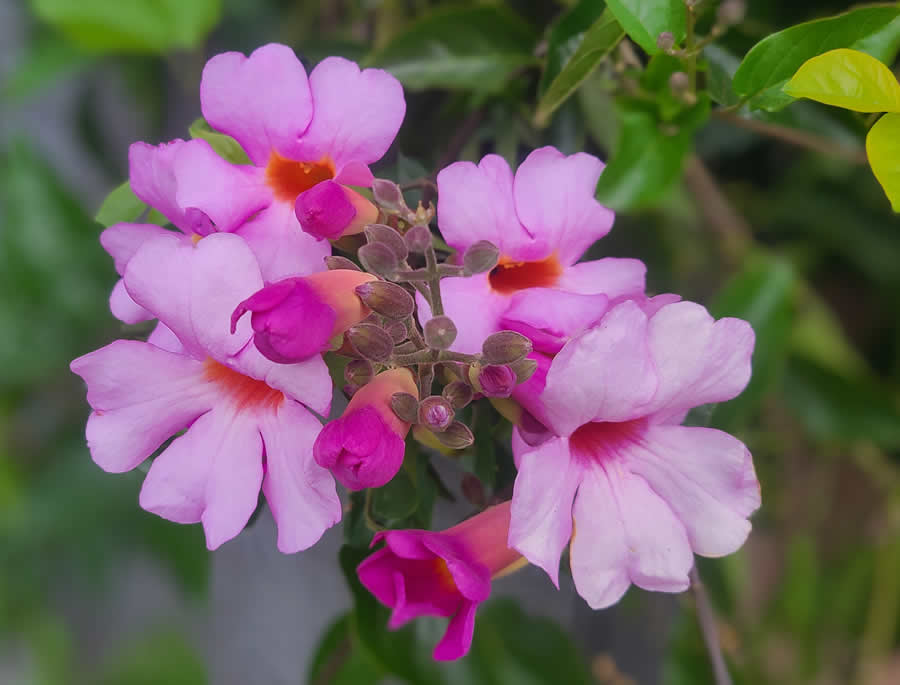 Gurushots Spring Snapshots Photo Challenge Winners