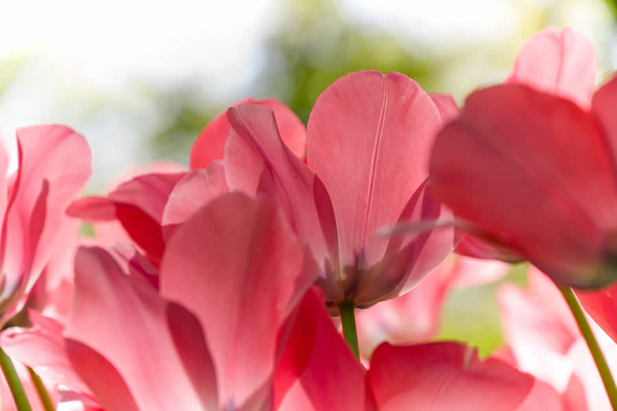 Gurushots Spring Snapshots Photo Challenge Winners