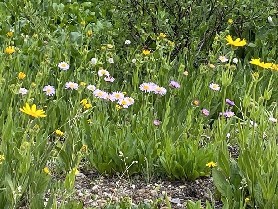 Gurushots Spring Snapshots Photo Challenge Winners