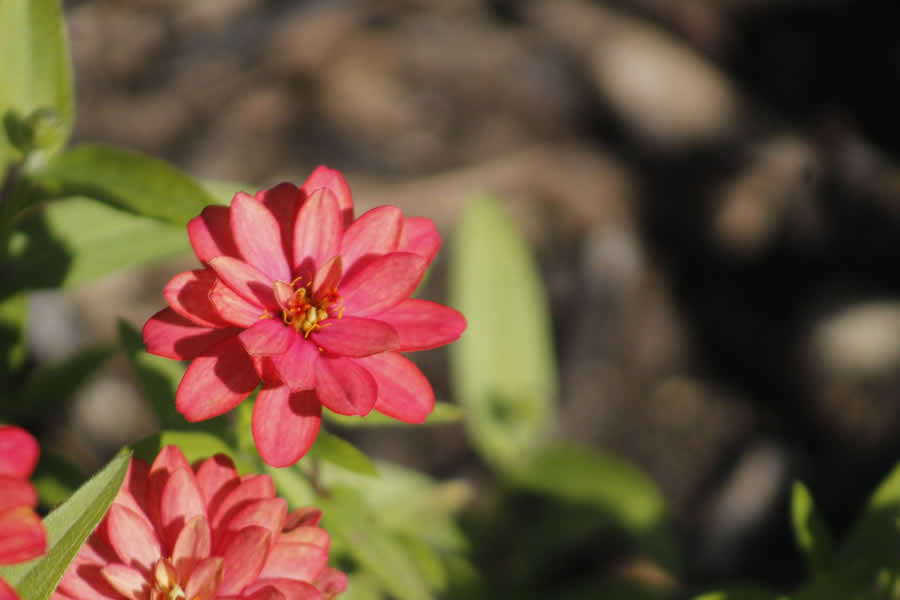 Gurushots Spring Snapshots Photo Challenge Winners