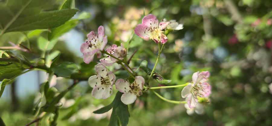 Gurushots Spring Snapshots Photo Challenge Winners