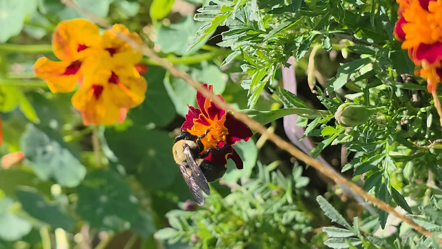 Gurushots Spring Snapshots Photo Challenge Winners