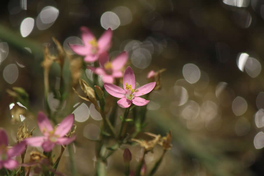 Gurushots Spring Snapshots Photo Challenge Winners