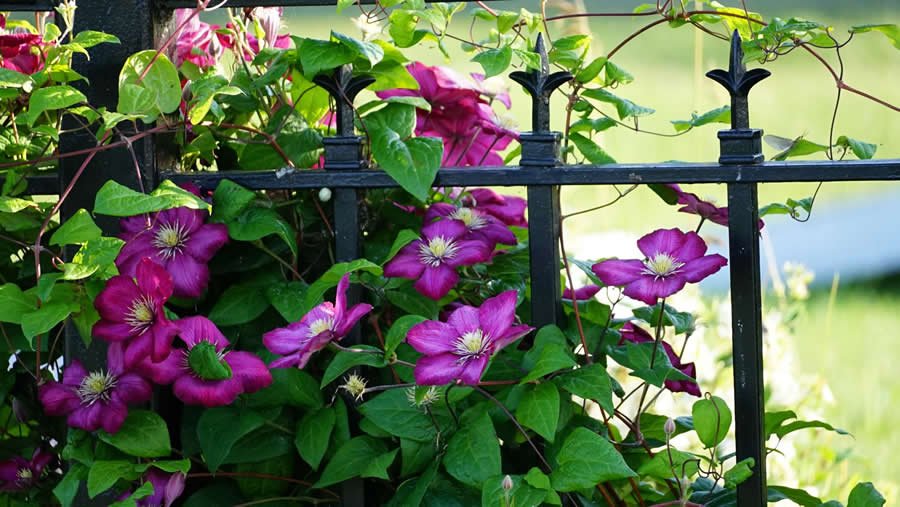 Gurushots Spring Snapshots Photo Challenge Winners