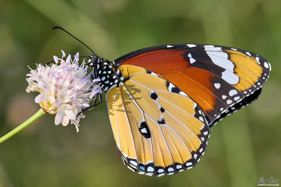 Gurushots Spring Snapshots Photo Challenge Winners