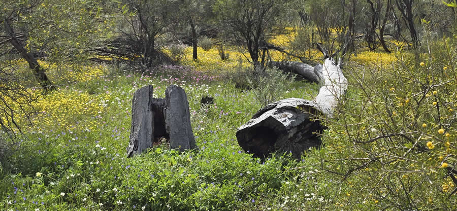 Gurushots Spring Snapshots Photo Challenge Winners