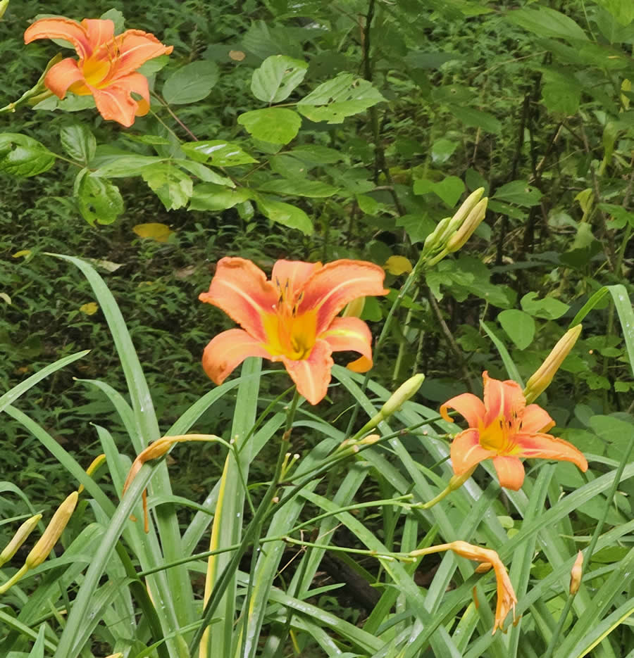 Gurushots Spring Snapshots Photo Challenge Winners