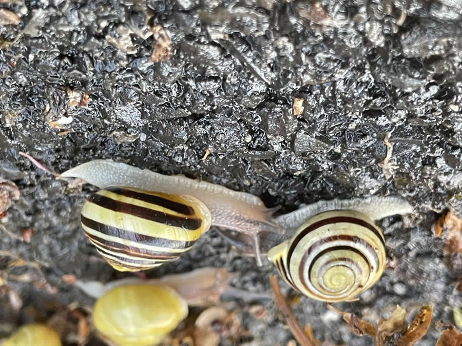 Gurushots Spring Snapshots Photo Challenge Winners