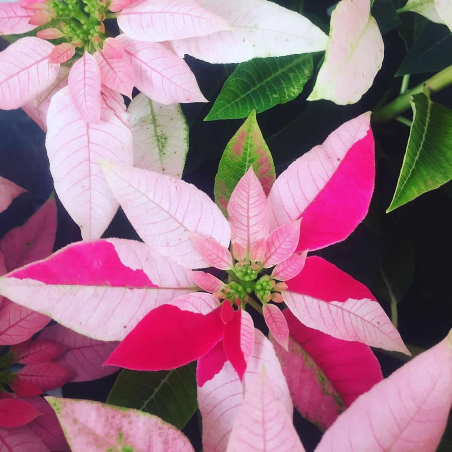 Gurushots Spring Snapshots Photo Challenge Winners