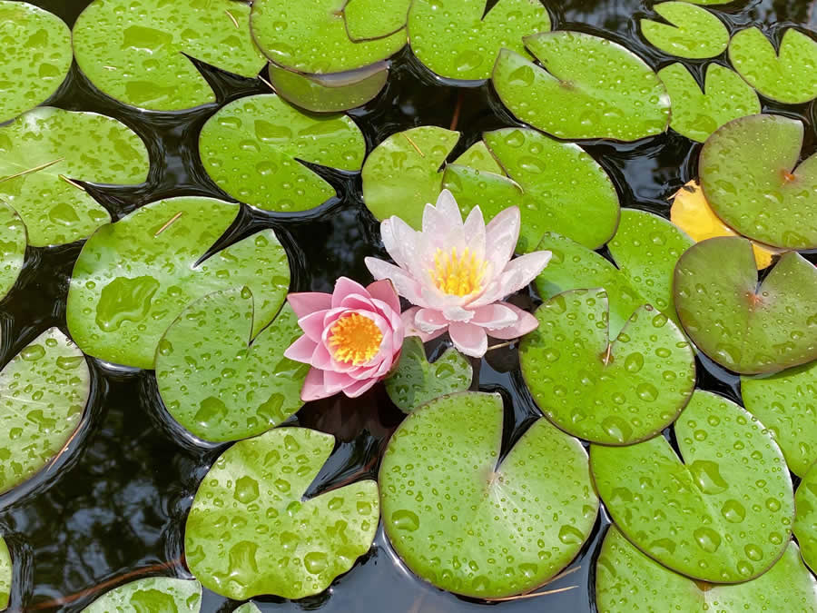 Gurushots Spring Snapshots Photo Challenge Winners