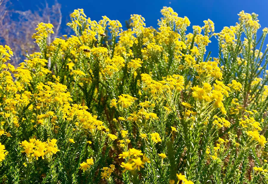 Gurushots Spring Snapshots Photo Challenge Winners