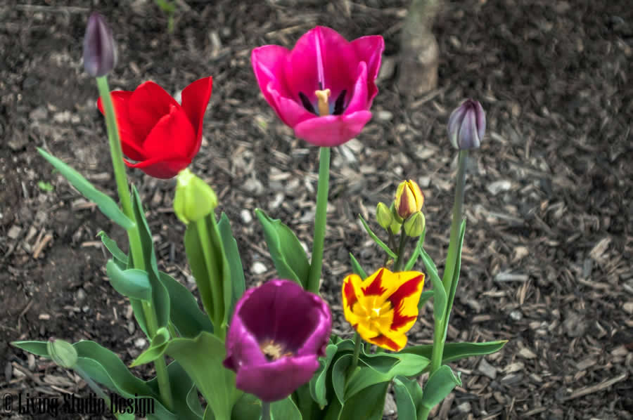 Gurushots Spring Snapshots Photo Challenge Winners