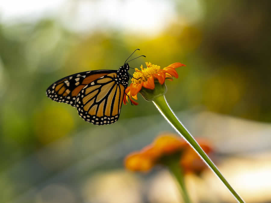 Gurushots Spring Snapshots Photo Challenge Winners