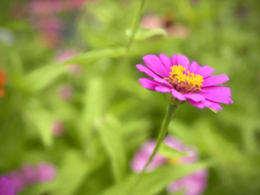 Gurushots Spring Snapshots Photo Challenge Winners