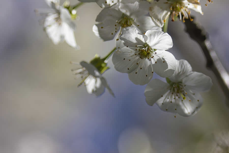 Gurushots Spring Snapshots Photo Challenge Winners