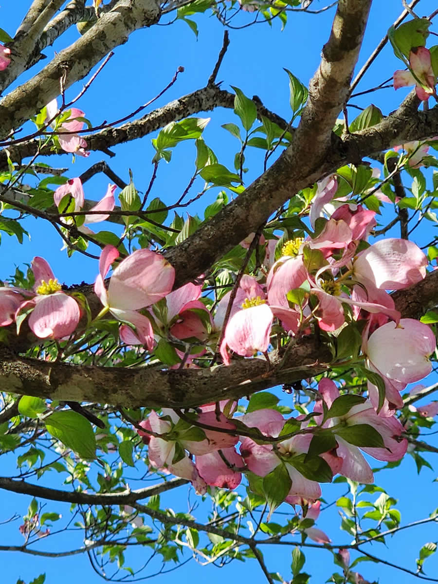 Gurushots Spring Snapshots Photo Challenge Winners