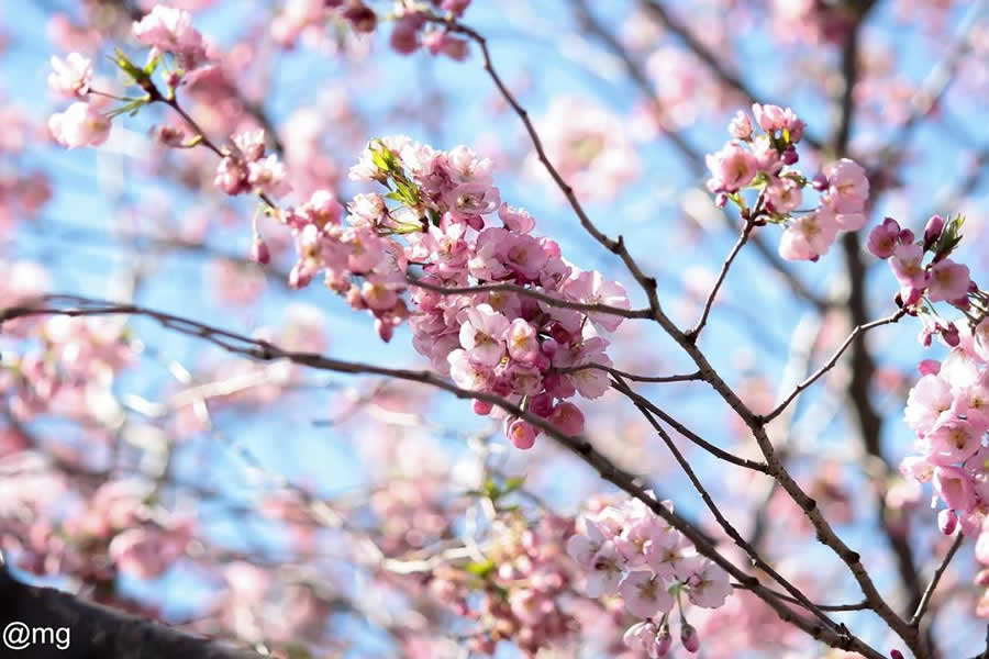 Gurushots Spring Snapshots Photo Challenge Winners