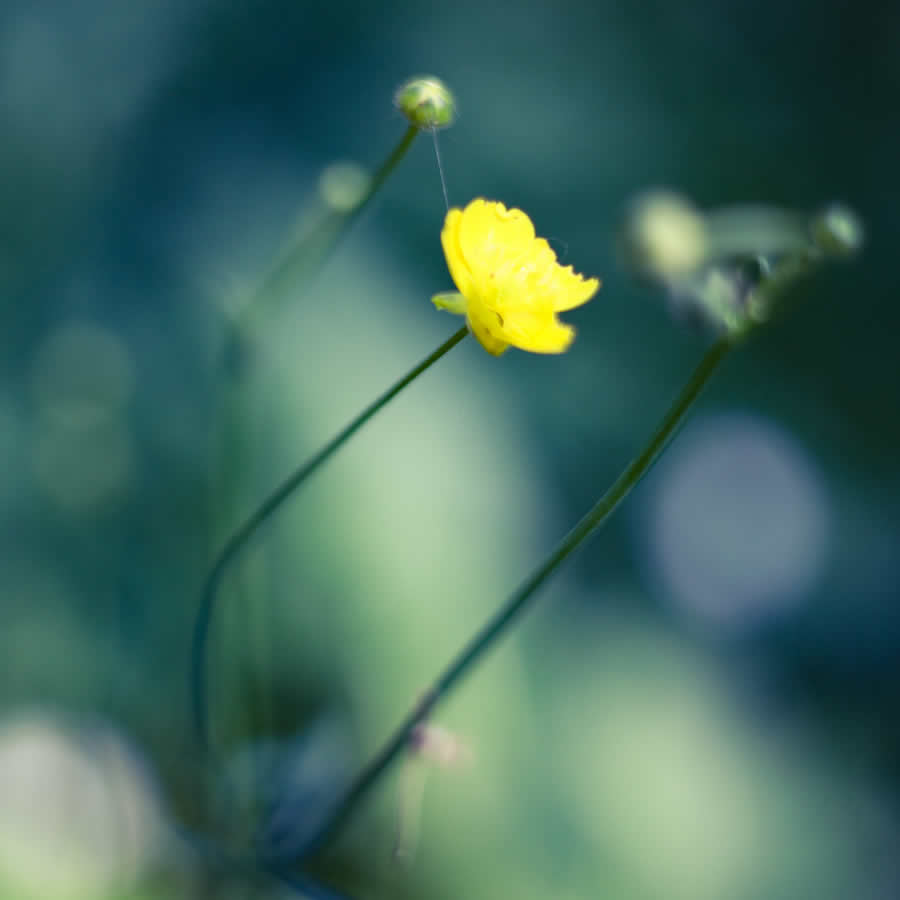 Gurushots Spring Snapshots Photo Challenge Winners