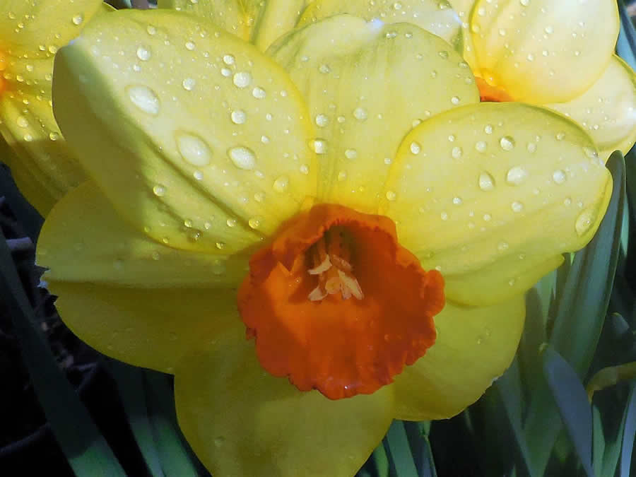 Gurushots Spring Snapshots Photo Challenge Winners