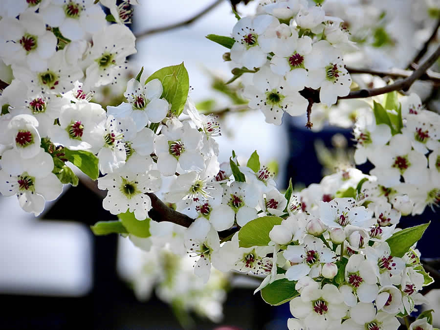 Gurushots Spring Snapshots Photo Challenge Winners