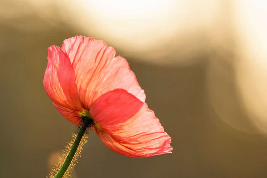 Gurushots Spring Snapshots Photo Challenge Winners