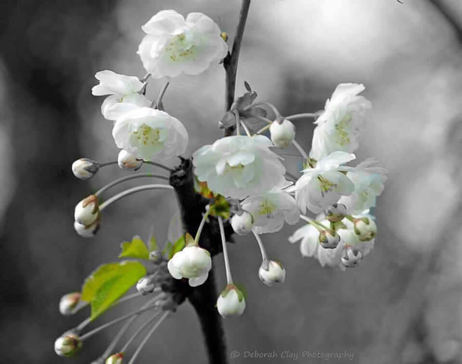 Gurushots Spring Snapshots Photo Challenge Winners