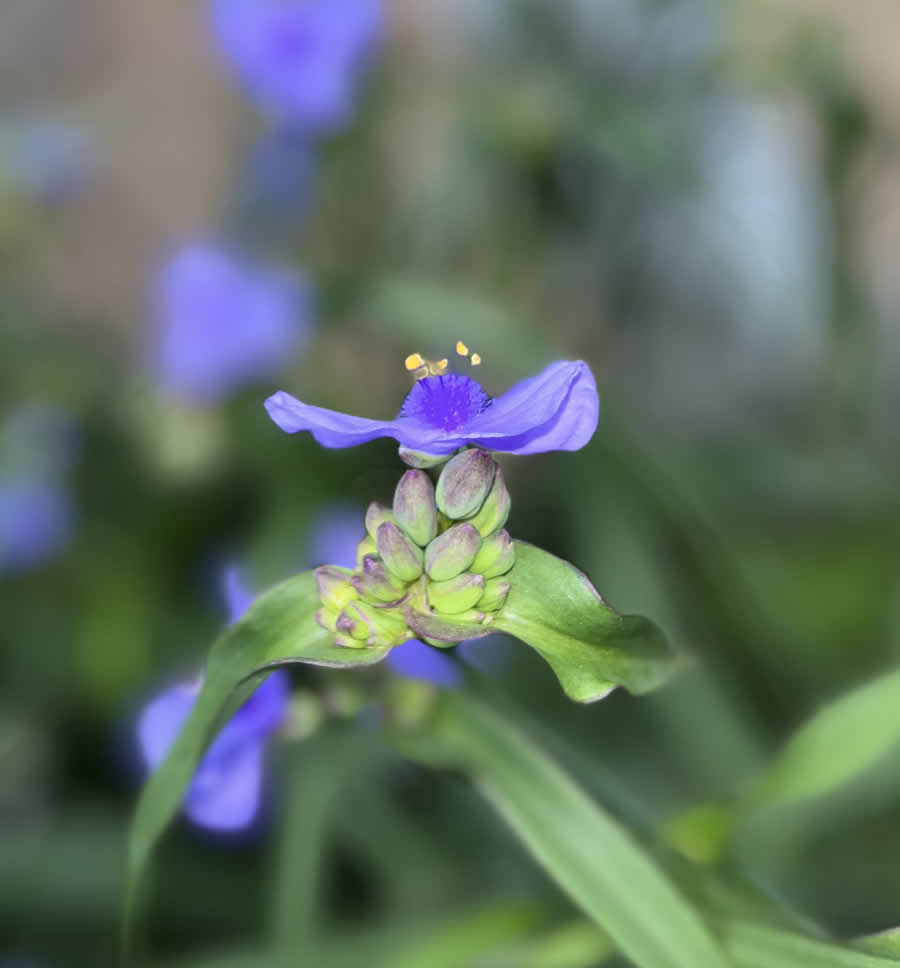 Gurushots Spring Snapshots Photo Challenge Winners