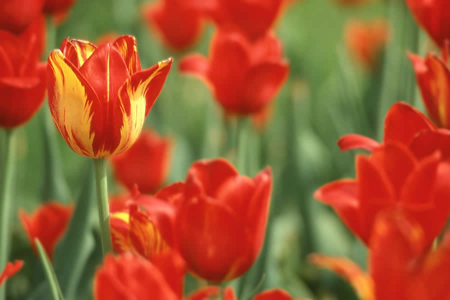 Gurushots Spring Snapshots Photo Challenge Winners