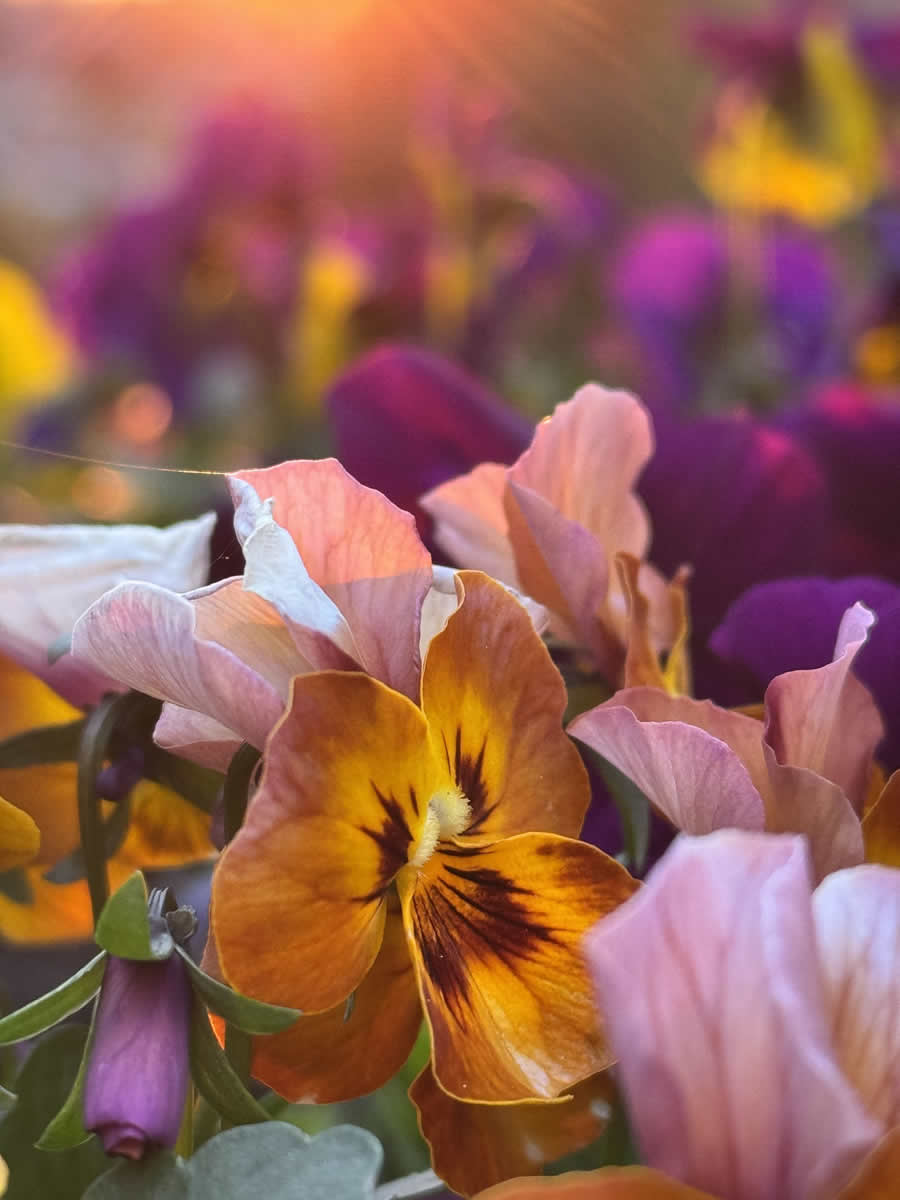 Gurushots Spring Snapshots Photo Challenge Winners