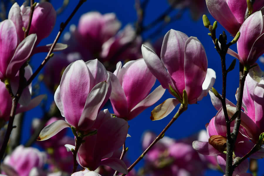 Gurushots Spring Snapshots Photo Challenge Winners