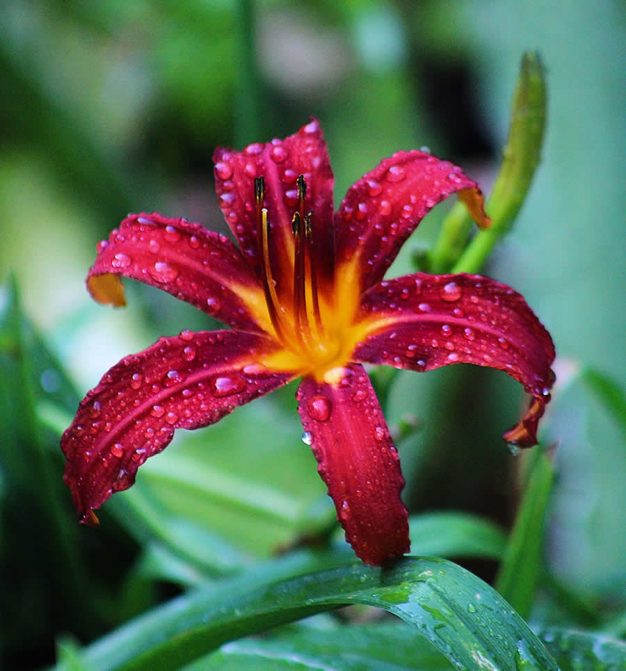 Gurushots Spring Snapshots Photo Challenge Winners