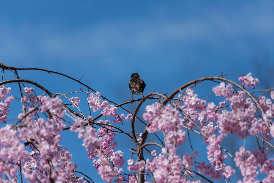 Gurushots Spring Snapshots Photo Challenge Winners