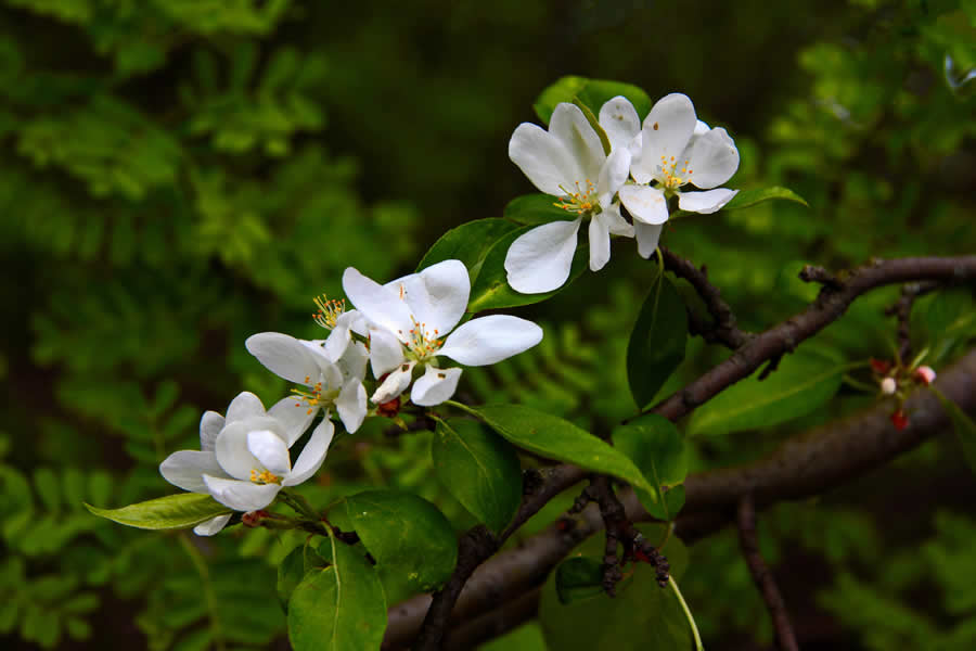 Gurushots Spring Snapshots Photo Challenge Winners