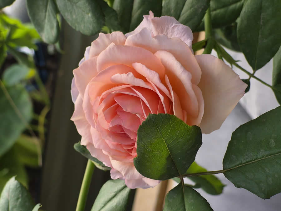 Gurushots Spring Snapshots Photo Challenge Winners