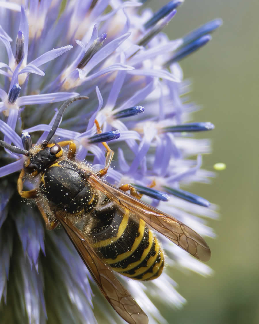 Gurushots Spring Snapshots Photo Challenge Winners