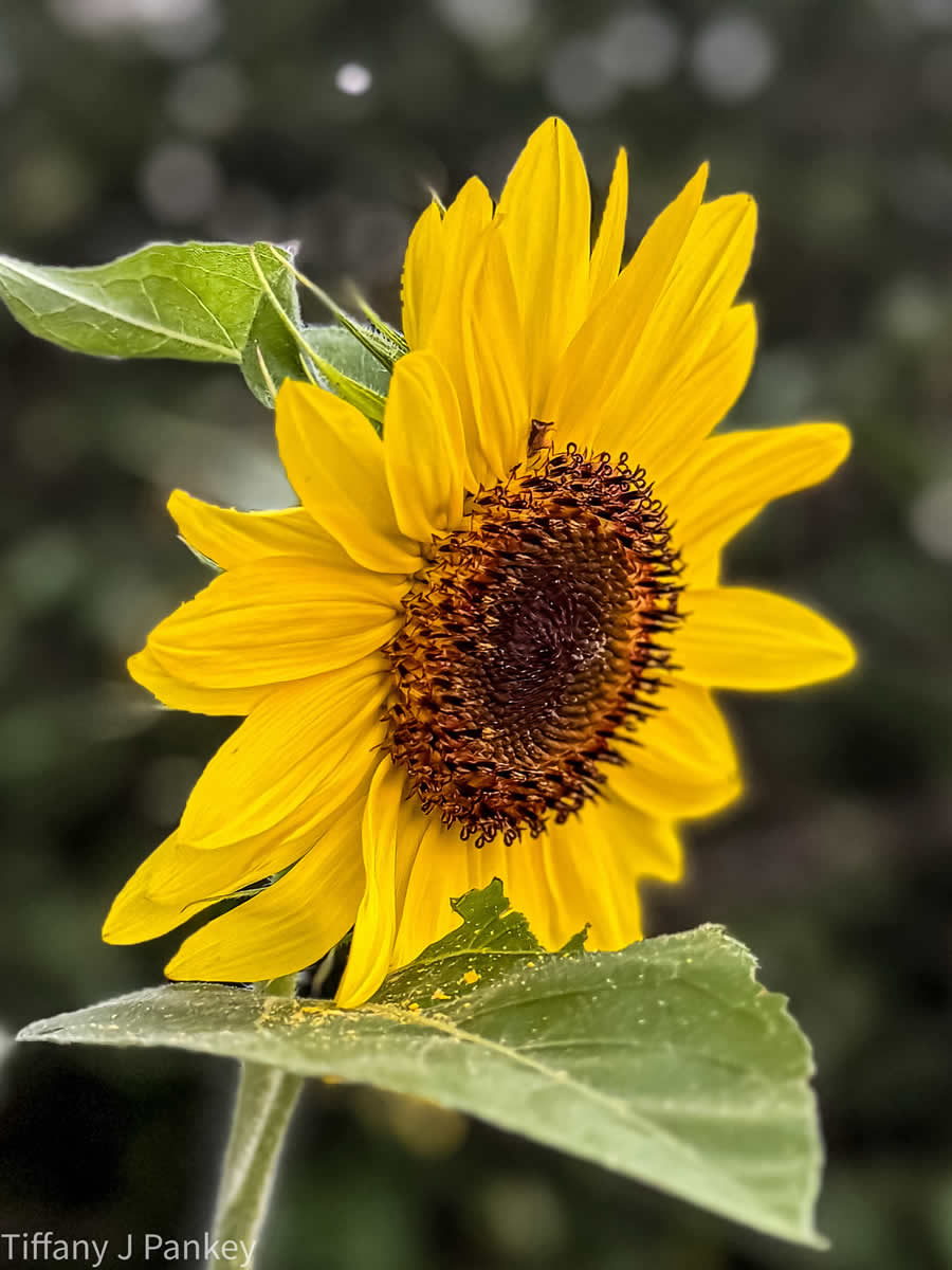 Gurushots Spring Snapshots Photo Challenge Winners