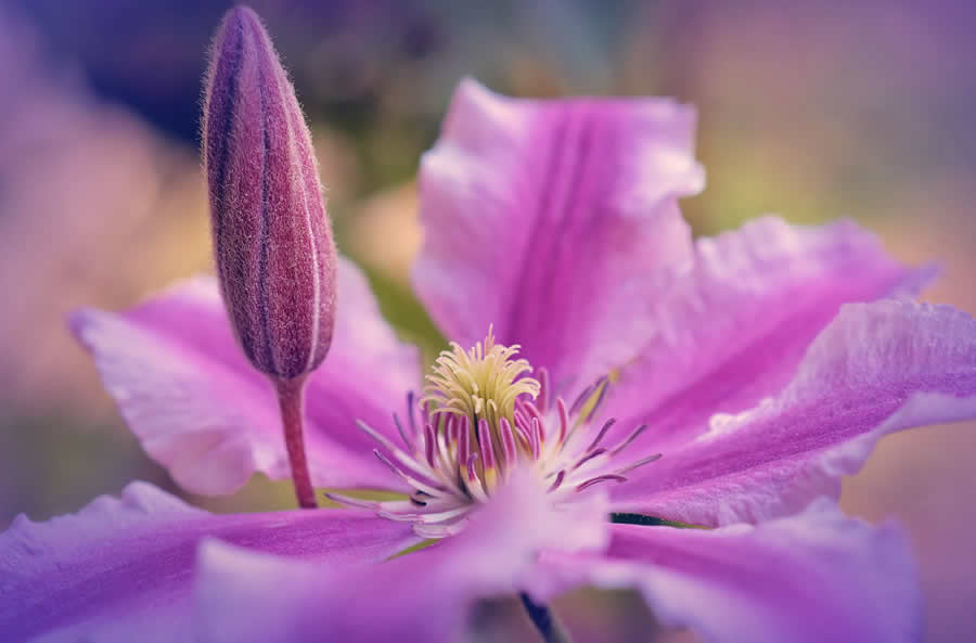 Gurushots Spring Snapshots Photo Challenge Winners