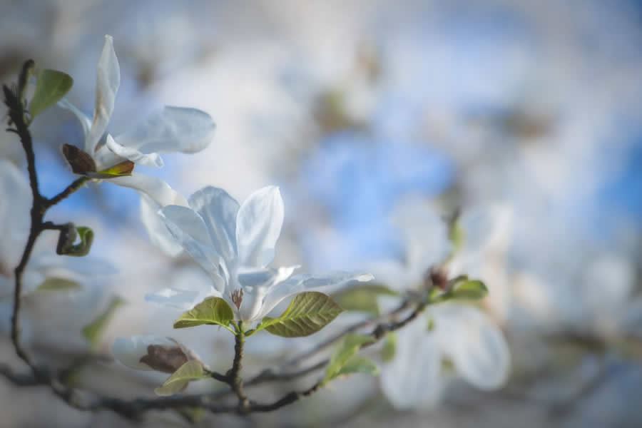 Gurushots Spring Snapshots Photo Challenge Winners