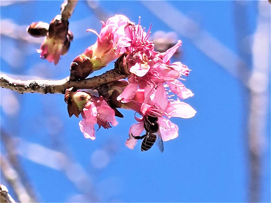 Gurushots Spring Snapshots Photo Challenge Winners