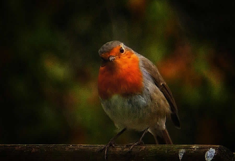 Gurushots Spring Snapshots Photo Challenge Winners