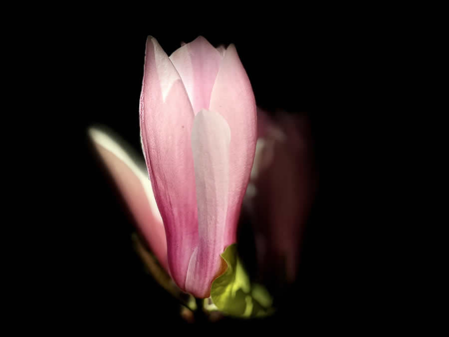 Gurushots Spring Snapshots Photo Challenge Winners