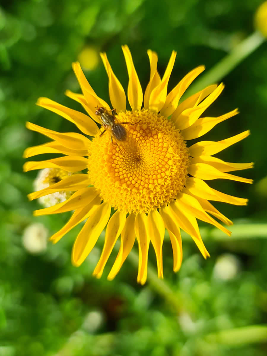 Gurushots Spring Snapshots Photo Challenge Winners