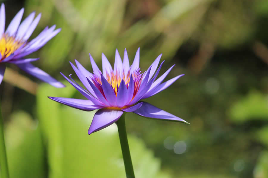 Gurushots Spring Snapshots Photo Challenge Winners