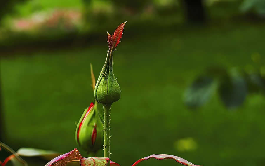 Gurushots Spring Snapshots Photo Challenge Winners