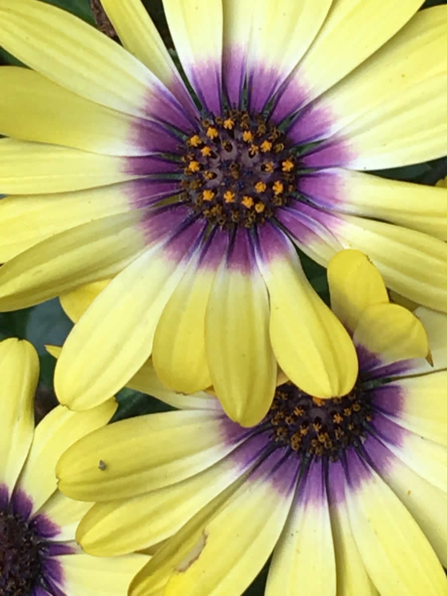 Gurushots Spring Snapshots Photo Challenge Winners