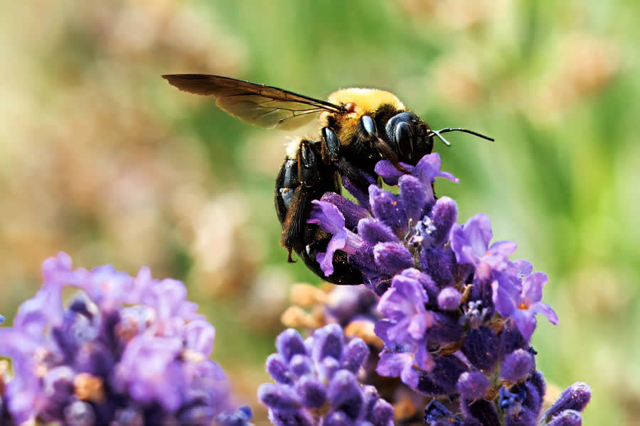 Gurushots Spring Snapshots Photo Challenge Winners