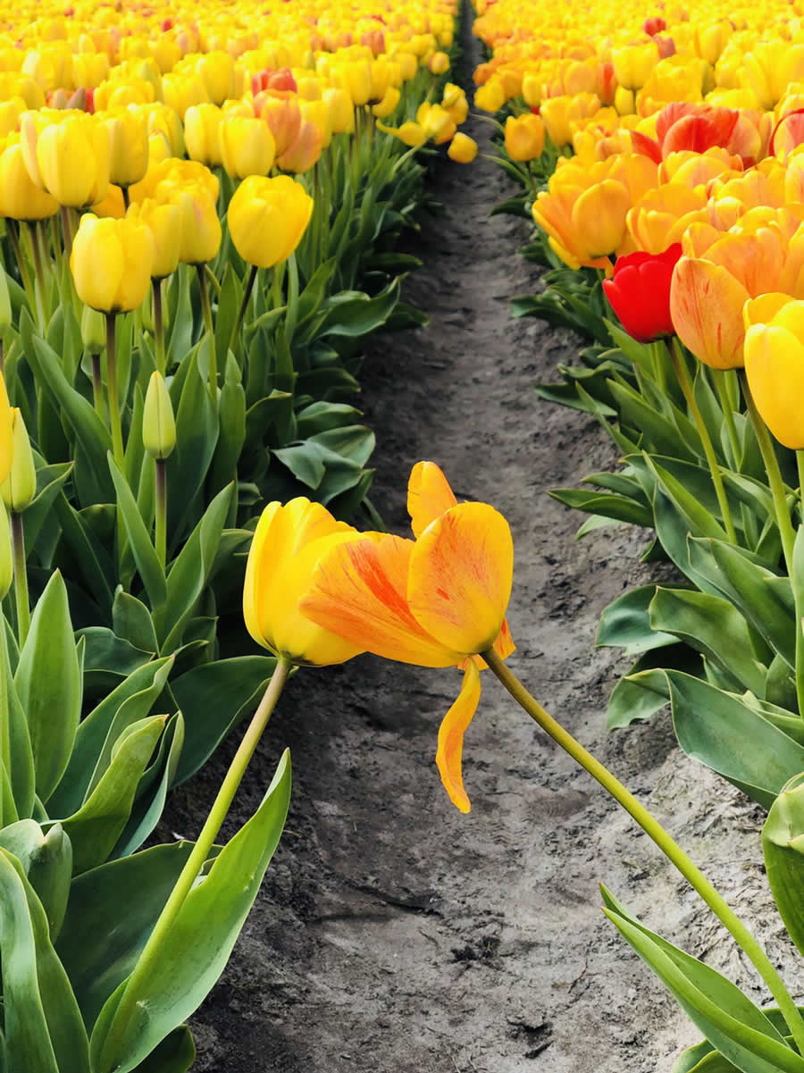 Gurushots Spring Snapshots Photo Challenge Winners