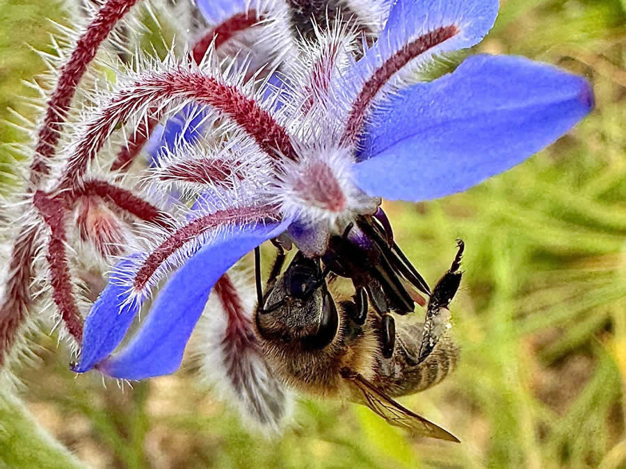 Gurushots Spring Snapshots Photo Challenge Winners