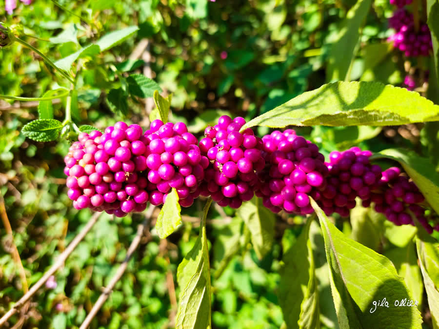 Gurushots Spring Snapshots Photo Challenge Winners